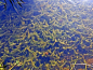 Preview: Wasserpest - Elodea canadensis